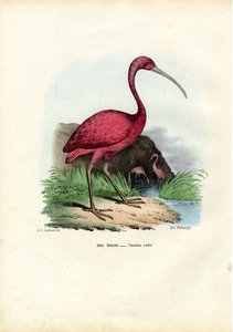 緋色のイビス、1863-79 作： Raimundo Petraroja